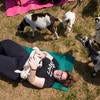 Staff practicing yoga outdoors with goats.